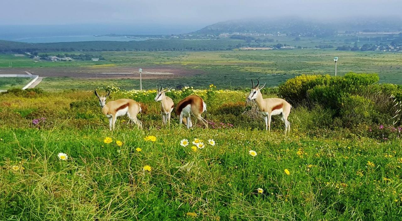 Berg En Dal Accommodation Saldanha Bay Dış mekan fotoğraf